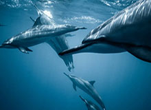 17173热门游戏榜：《无限暖暖》新版本上线 《激战2》最新DLC发布